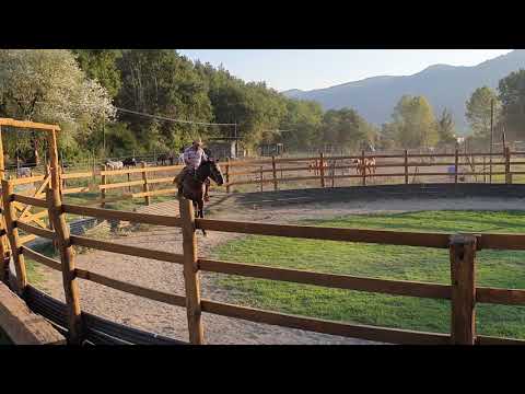 , title : 'Cavallo in vendita  - Cavallo Baio Scuro,Franco-Belga,del 2012,addestrato - Vidéo 3 - equirodi.it'
