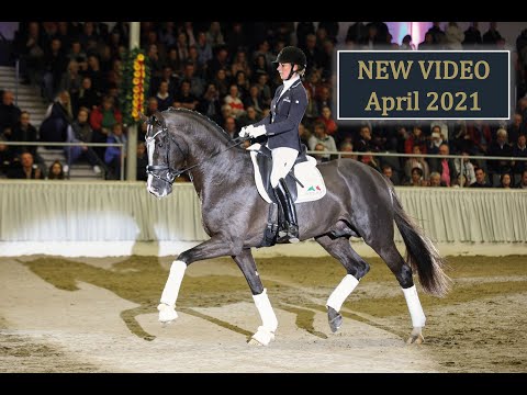 Sezuan's Donnerhall NEW - Stallion Collection Schockemoehle & Helgstrand 2021 ENG