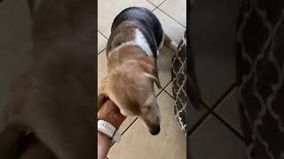 Video preview image #1 Beagle Puppy For Sale in Tampa, FL, USA