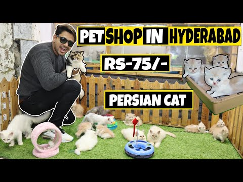 Best Pet Shop in Hyderabad | 🔥😱| Persian cat| Fishes | Mushitubelifestyle