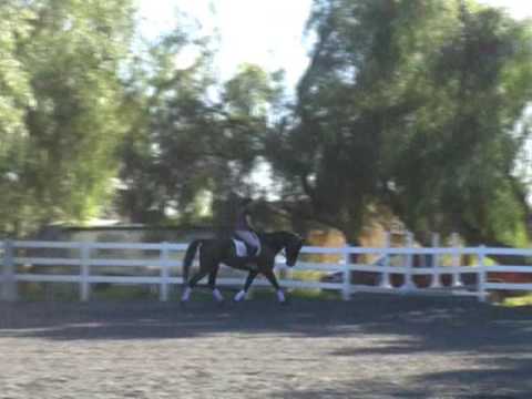 Challenger  (Cor De La Bryere) x Lombard (Landgraf I)