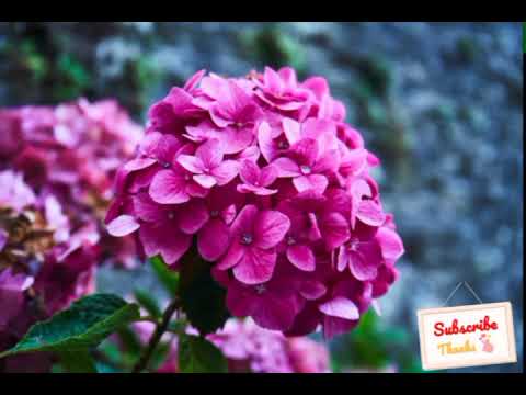 New flower collection| NOHA-TOHA