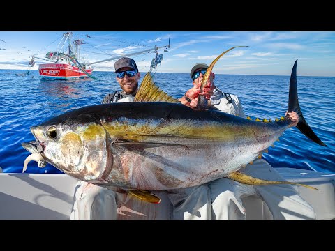 Giant Yellowfin Tuna Under Shrimp Boats! Catch Clean & Cook (NLBN Lure Tuna Fishing)