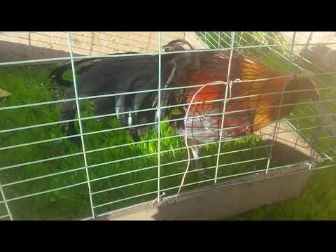 Pollo black mug leiper 8 meses