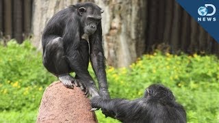 We Finally Know Why Chimpanzees Cooperate With Each Other!