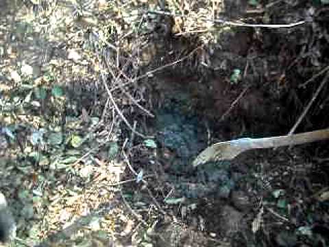 ciobanul de la jupanesti com ciresu