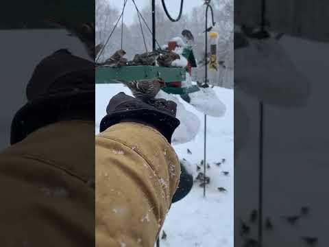 Hand Feeding a Common Redpoll Invasion