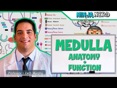 Anatomy of the Brain Model
