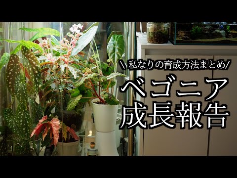 マクラータベゴニアの管理方法は？緑の親指を持っていない人にとって理想的な植物です。  庭園