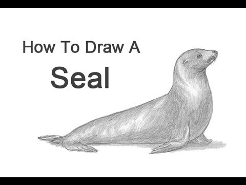 How to Draw a Seal (Sea Lion)