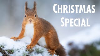 Christmas Special 🌲 | Nature and Wildlife Photography in Snow | Relax to Christmas Music