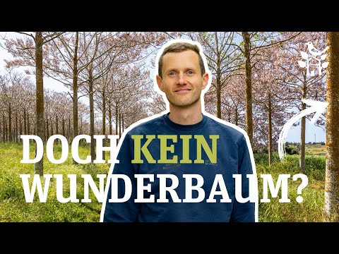 Growth miracle Kiribaum, Paulownia, Empress tree - What is the future tree really worth?