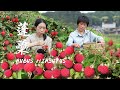 蓬蘽又多又大又红又甜，吃到饱太过瘾，最难忘美味的童年野果子|rubus hirsutus 【闽湖阿嬤Fujian Grandma】