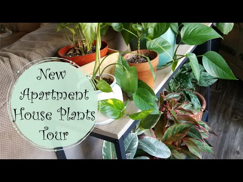 , title : 'New Apartment House Plants Tour'