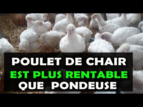 AVICULTURE: Voici pourquoi les poulets de chair sont plus rentables que les poules pondeuses