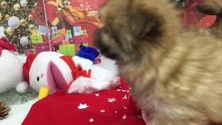 ハーフ犬の動画01