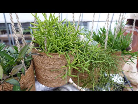 ハンギング多肉植物: 最も美しい 5 種類 トピックス
