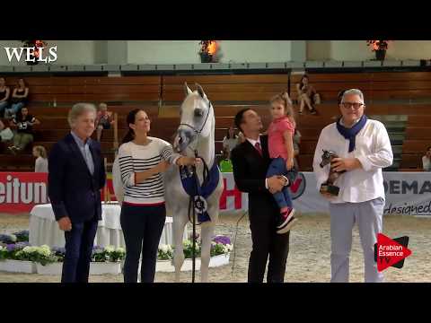 N.73 AJ DINARA - Wels 2018 - International Senior Mare Championship GOLD
