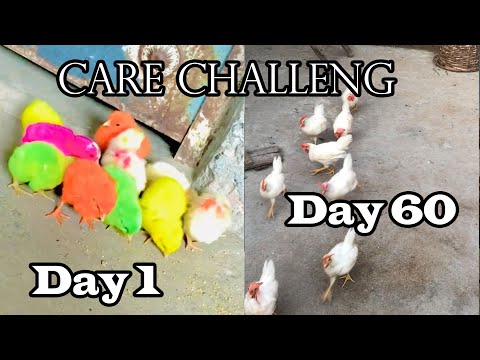 Colorful Chicks 🐥 Care Challenge 😎 Day 1 To Day 60 | 10 Colorful Chicks 🐥 | Dihat k Pet