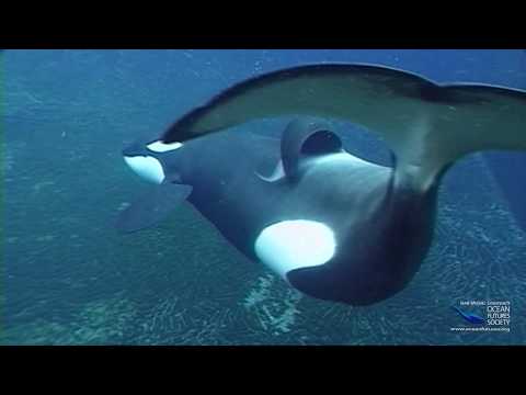 SeaScope 37 - Keiko - Learning to be Wild