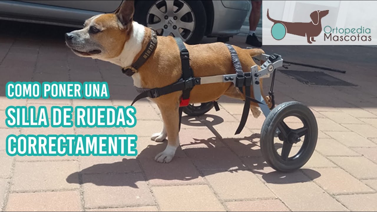 Watch SILLA DE RUEDAS PARA PERROS como poner Now SILLA DE RUEDAS PARA PERROS como poner