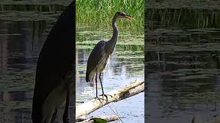 Download lagu Suara Burung Bangau Biru Besar yang Menakjubkan #shorts #bird #heron mp3