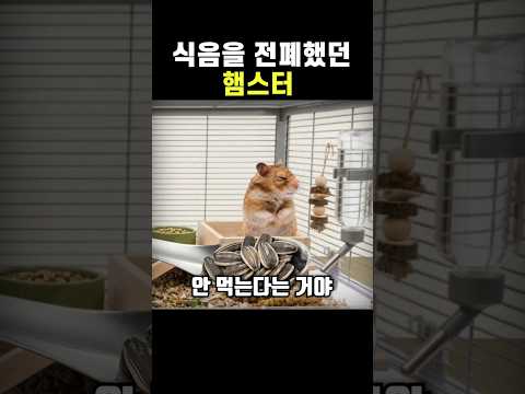 '식음을 전폐'했던 햄스터