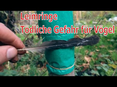 , title : 'Leimringe gegen Frostspanner: Tödliche Gefahr für Vögel & Fledermäuse? 🦇🦉'