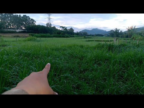 #162 | Chăn Thả Bò Nguy Hiểm Khôn Lường