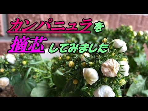 園芸 カリカンス、アネモネの木、ポンパドールの木