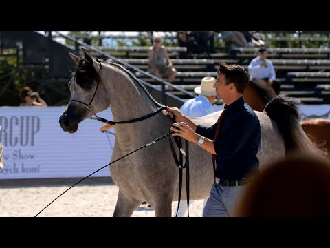 PRAGUE INTERCUP 2023 - Dubai Stud Aftermovie