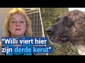 Dierenasiel overvol met de kerstdagen