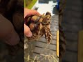 Extreme heat can kill your tortoises! Even in the shade! Watch this video & protect ur tortoises🐢
