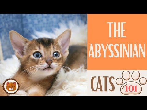 🐱 Cats 101 🐱 ABYSSINIAN CAT - Top Cat Facts about the ABYSSINIAN