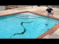 HURRICANE BLOWS SNAKES INTO MY POOL !