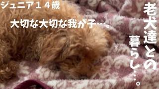【老犬達との暮らし】ジュニア…食欲低下…心配…😢フードを変えてみようかな…😢　#老犬達との暮らし　#老犬…食事の心配　#ワンコ達の癒し動画