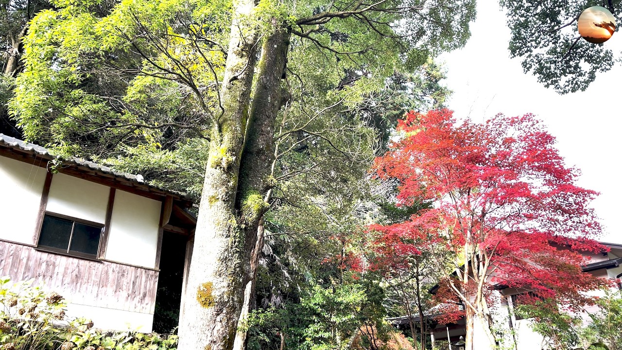 風景撮影 大阪府河内長野市 八幡神社（流谷八幡神社）Japanese landscape  Kawachinagano City, Osaka Prefecture Hachiman Shrine