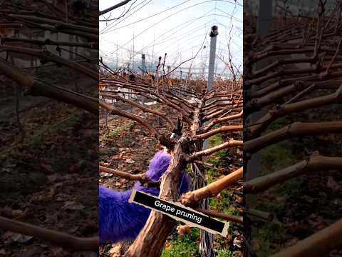 Grape Pruning Techniques #satisfying #shot