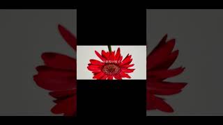 【#HONEY】【#ラルク】【#shorts】【#永久機関】 HONEY/L'Arc〜en〜Ciel guitarcovered by フクレモ.