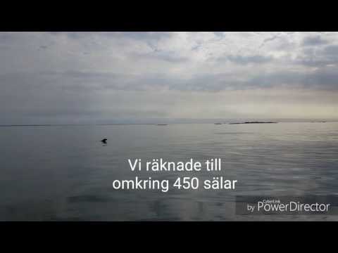 Sälar sydost om Långö maj 2017