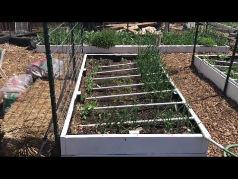 Building a Living Wall to Shade Our Raised Beds from the Afternoon Sun ...