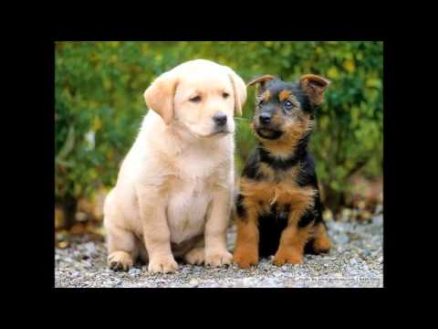 Siezure Dog.CO - 302 359 0482