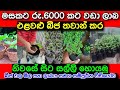 Pela Thawan Business Idea Swayanrwkiya