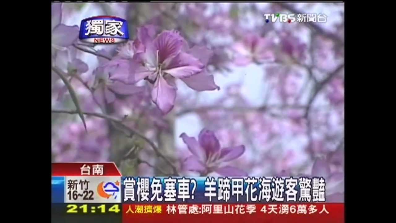 〈獨家〉賞櫻免塞車? 羊蹄甲花海遊客驚豔