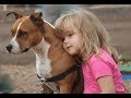 Pitbull Dogs Protecting Kids Compilation -  Dog and baby Videos