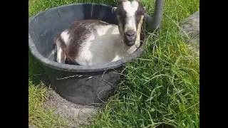 Matilda enjoying the #firstdayofsummer