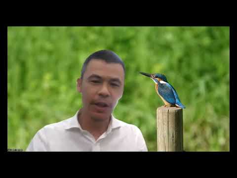 耐性果樹 サクラ セラシフェラ プラム ミロバラン ミラベル 果物