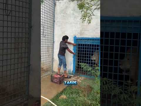 O novo tratador não durou nem o primeiro dia…😂 #animais #memes  #viral #shorts #selvagem #leão #leoa