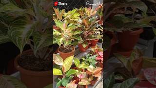 Download lagu (Eps. 174) Cara Agar Aglaonema Rimbun, Subur, Sehat, Warna Cerah | Rimawan Vlog mp3