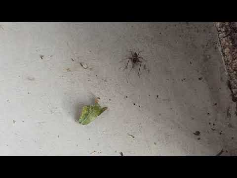 Pest Control in Rumson, NJ